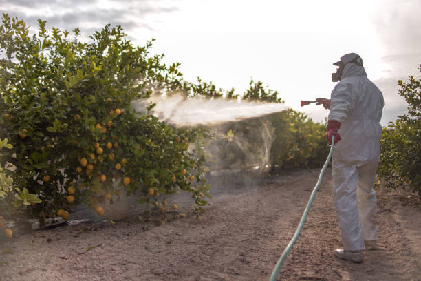 Best Pest Prevention Services  in Whitesboro, TX