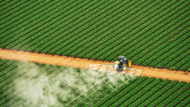 Best Termite Control Services  in Whitesboro, TX