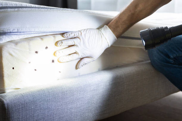 Best Emergency Pest Control  in Whitesboro, TX